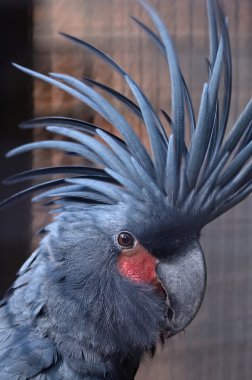 Kara Kakadu