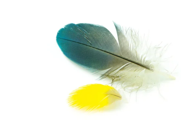 Feather — Stock Photo, Image