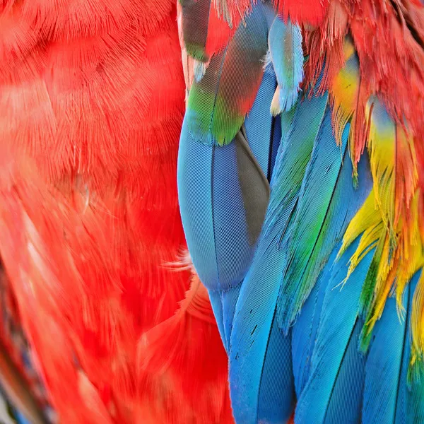 Παπαγάλος μακώ φτερά — Φωτογραφία Αρχείου