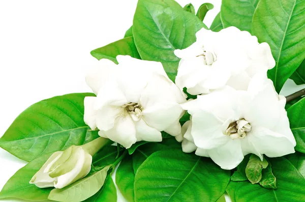 Gardenia — Stockfoto