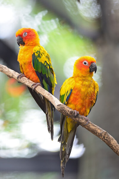 Sun Conure