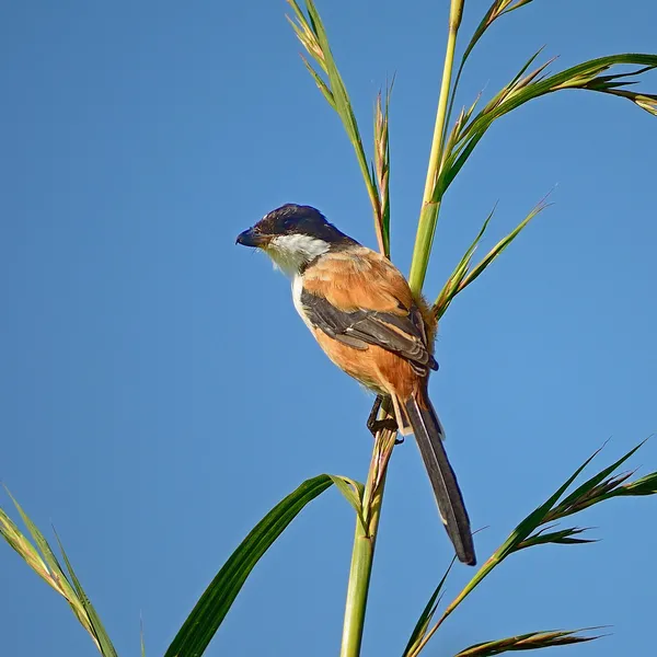 Camarão-de-cauda-longa — Fotografia de Stock