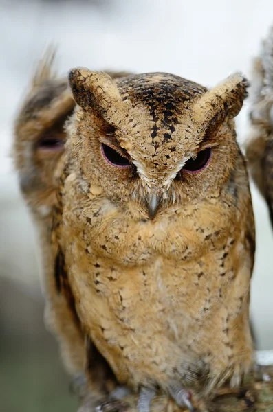 Oriental Scops búho — Foto de Stock