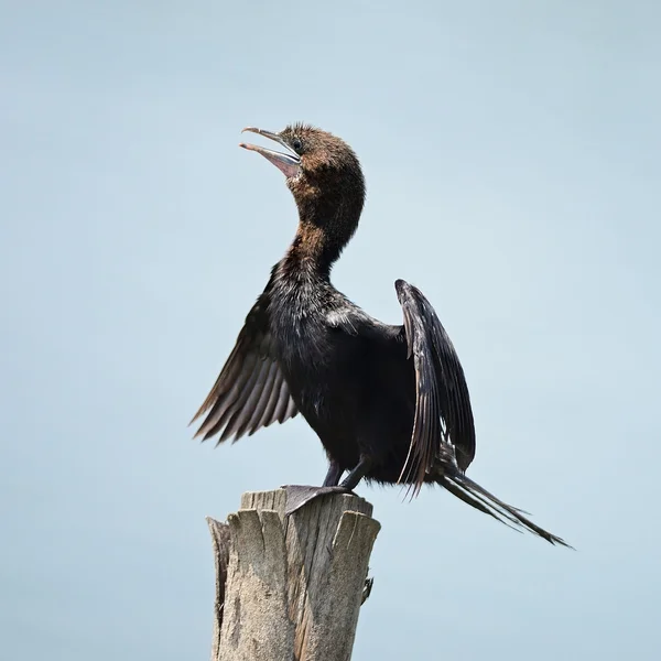 Little Cormorant — Stock Photo, Image
