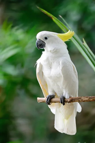 Cockatoo solforato — Foto Stock