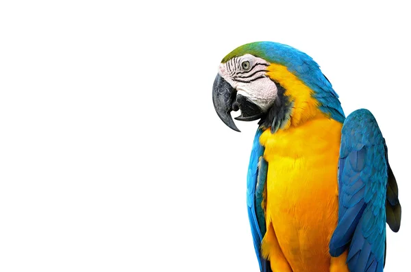 Blå og Glod Macaw isoleret - Stock-foto