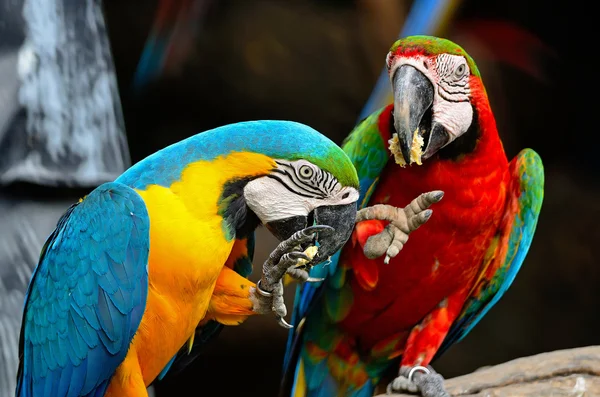 Arara azul e dourada — Fotografia de Stock