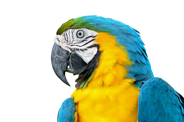 Azul e Glod Macaw isolado — Fotografia de Stock