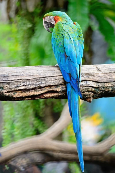 道化師のコンゴウインコ — ストック写真