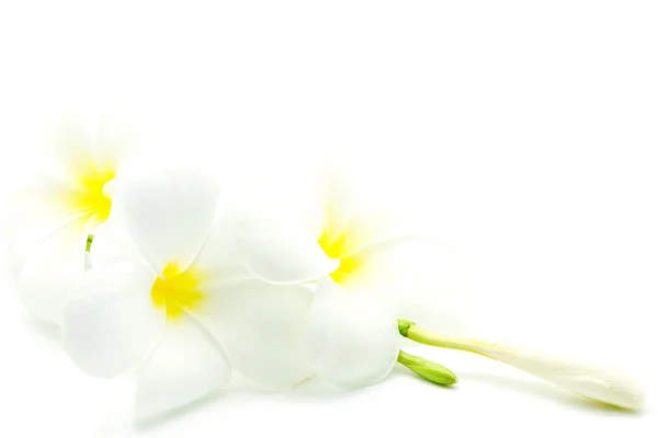 Witte en gele plumeria — Stockfoto