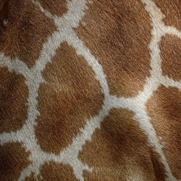 长颈鹿皮肤 — 图库照片