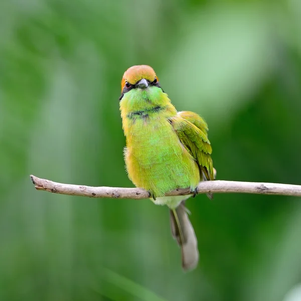 Piccolo mangiatore di api verde — Foto Stock