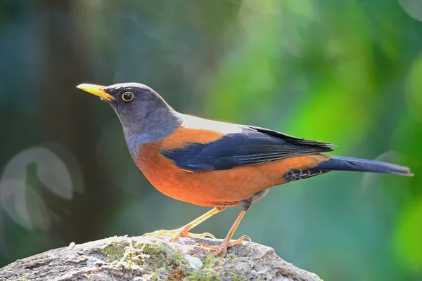 Tordo de castanha — Fotografia de Stock