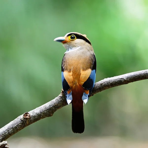 Female Silver-breasted Broadbill — Stock Photo, Image