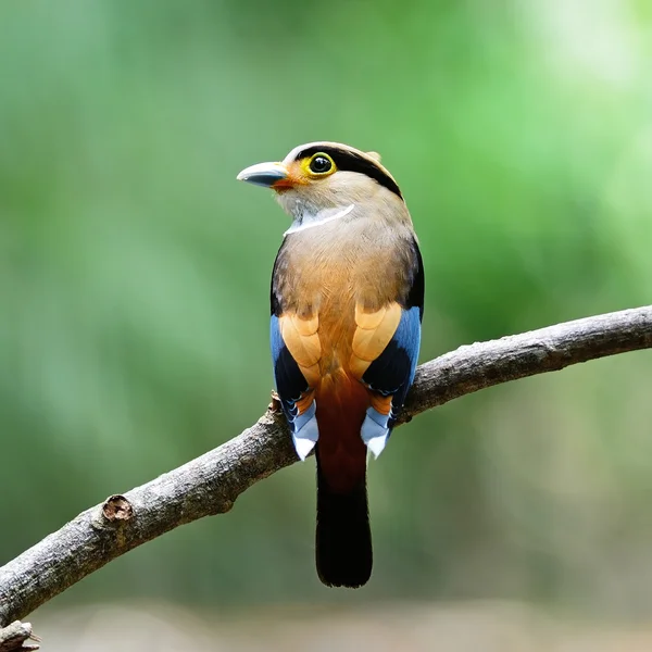 Vrouwelijke zilver-breasted breedbek — Stockfoto