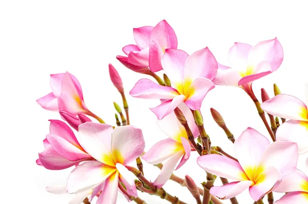 Ροζ plumeria — Φωτογραφία Αρχείου