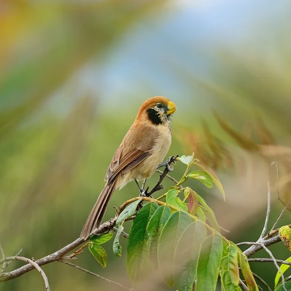 Místo breasted parrotbill — Stock fotografie