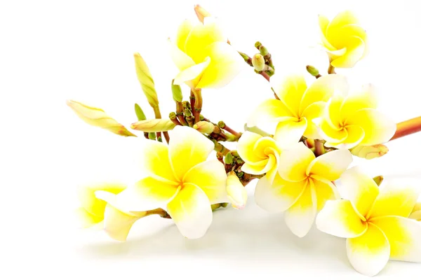 Yellow Plumeria — Stock Photo, Image
