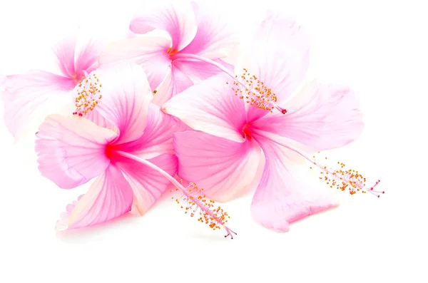 Pink Hibiscus — Stock Photo, Image