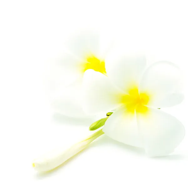 Plumeria branca e amarela — Fotografia de Stock