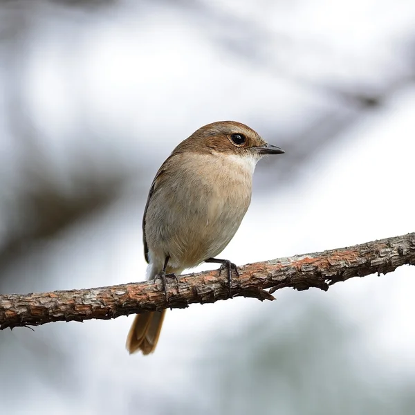 Mujer Grey Bushchat —  Fotos de Stock