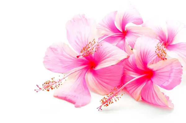 Hibisco-de-rosa — Fotografia de Stock