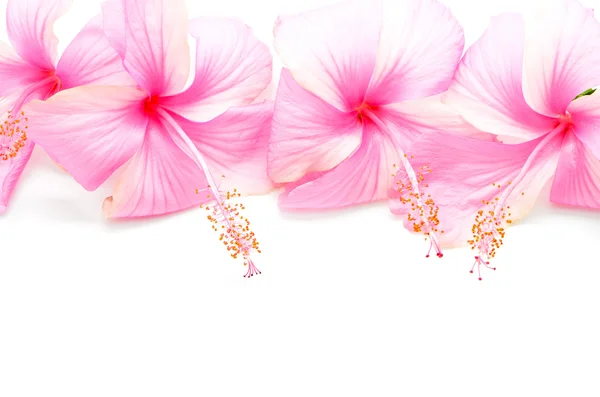 Pink Hibiscus — Stock Photo, Image