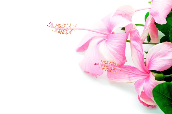 Hibisco-de-rosa — Fotografia de Stock
