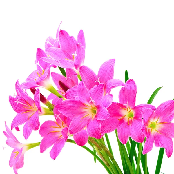 Zaburzenia w oddawaniu moczu lilia — Zdjęcie stockowe