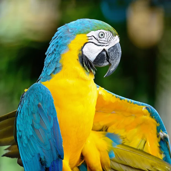 Blue and Gold Macaw — Stock Photo, Image