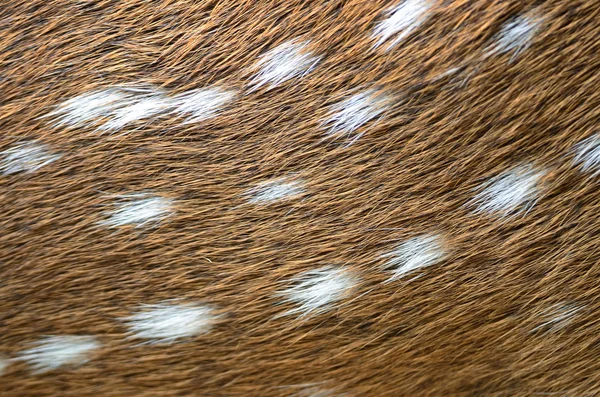Spotted deer skin — Stock Photo, Image
