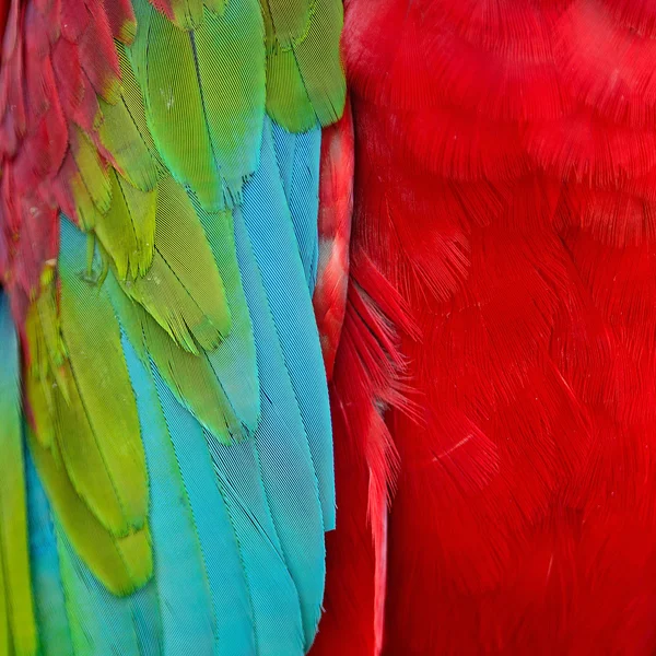 Greenwinged コンゴウインコの羽 — ストック写真