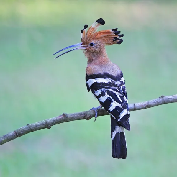 Eurasischer Wiedehopf — Stockfoto