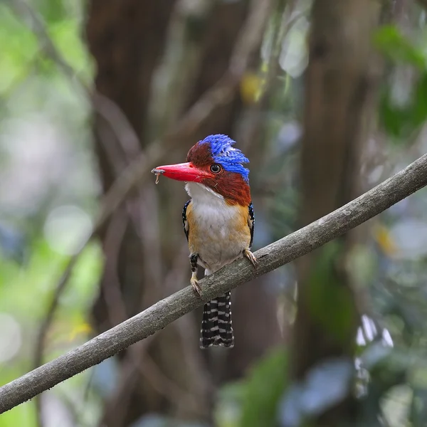 Macho banhado Kingfisher — Fotografia de Stock