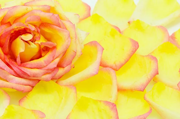 Pink rose — Stock Photo, Image