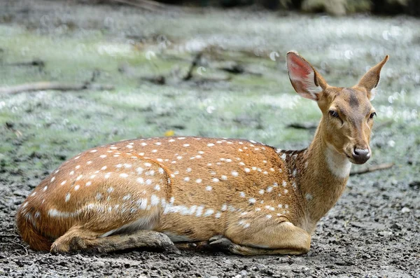 Spotted deer — Stock Photo, Image