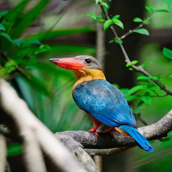 Kingfisher à bec de cigogne — Photo