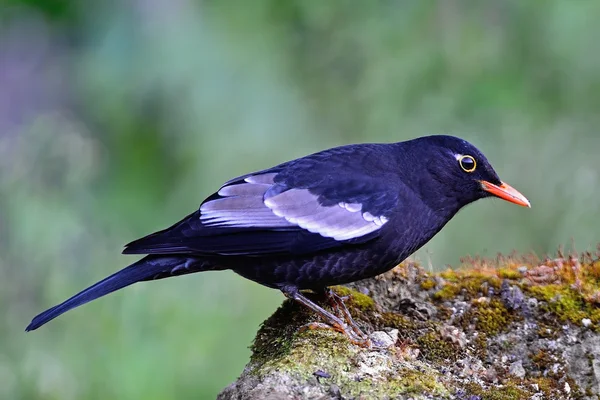 Blackbird de asas cinzentas macho — Fotografia de Stock