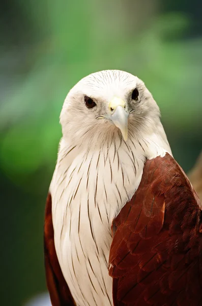 Brahminy kite — Stockfoto