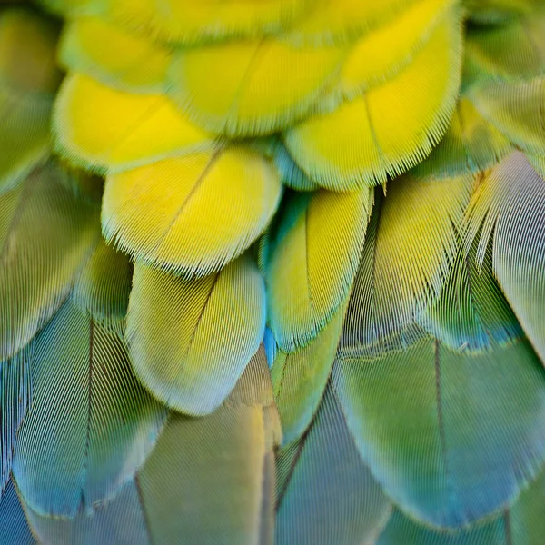 Harlequin Macaw feathers — Stockfoto