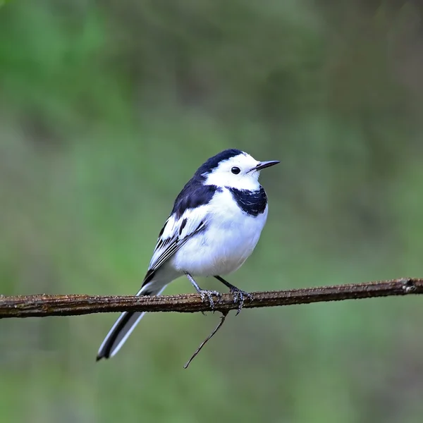 Mâle Wagtail blanc — Photo