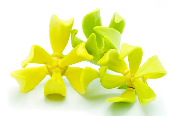ylang ylang çiçek
