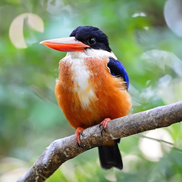 Black-capped Kingfisher — Stockfoto