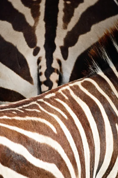 Gemensamma zebra hud — Stockfoto