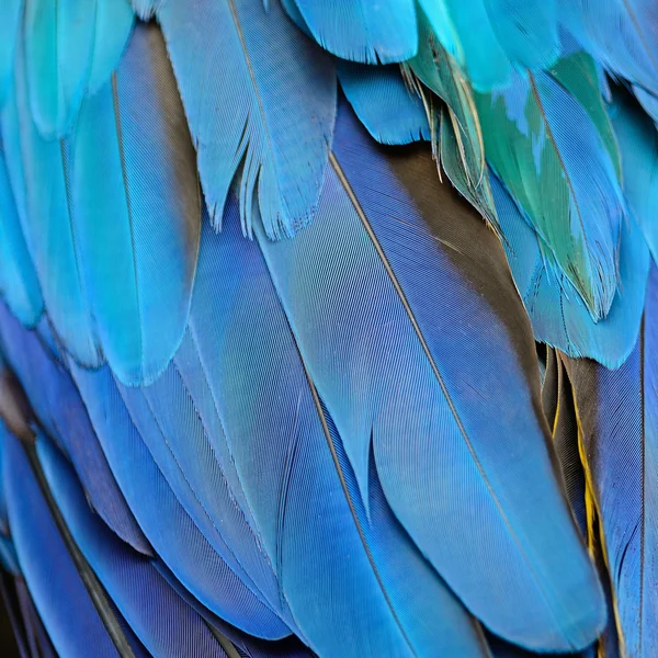 Penas de arara azul e dourada — Fotografia de Stock