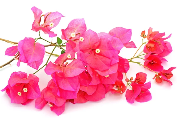 Bougainvillea — Stockfoto