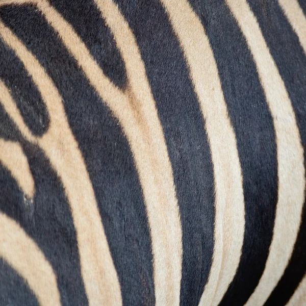 Wspólne skórę zebry — Zdjęcie stockowe