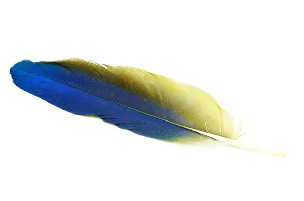Blue and Gold Macaw feather — Stock Photo, Image