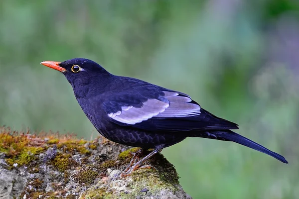 Mannelijke grijs-gevleugelde blackbird — Stockfoto