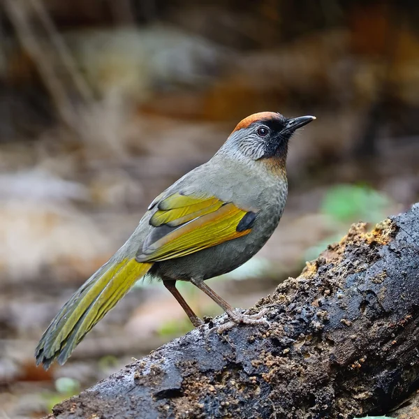 Silver-eared fnittertrast — Stockfoto